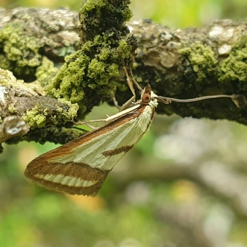 Ephelis pudicalis