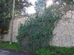 Smilax aspera