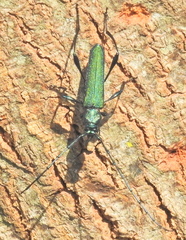 Litopus latipes