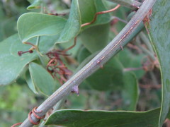 Smilax aspera