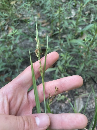 mingled beaksedge (Rhynchospora mixta)
