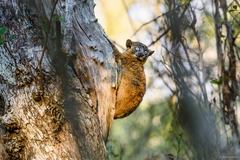 Lepilemur hubbardorum