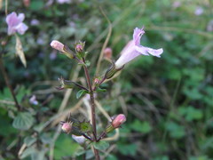 Clinopodium insulare