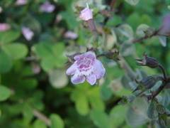 Clinopodium insulare