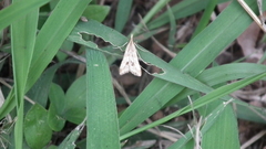 Diasemia monostigma