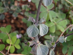 Clinopodium insulare