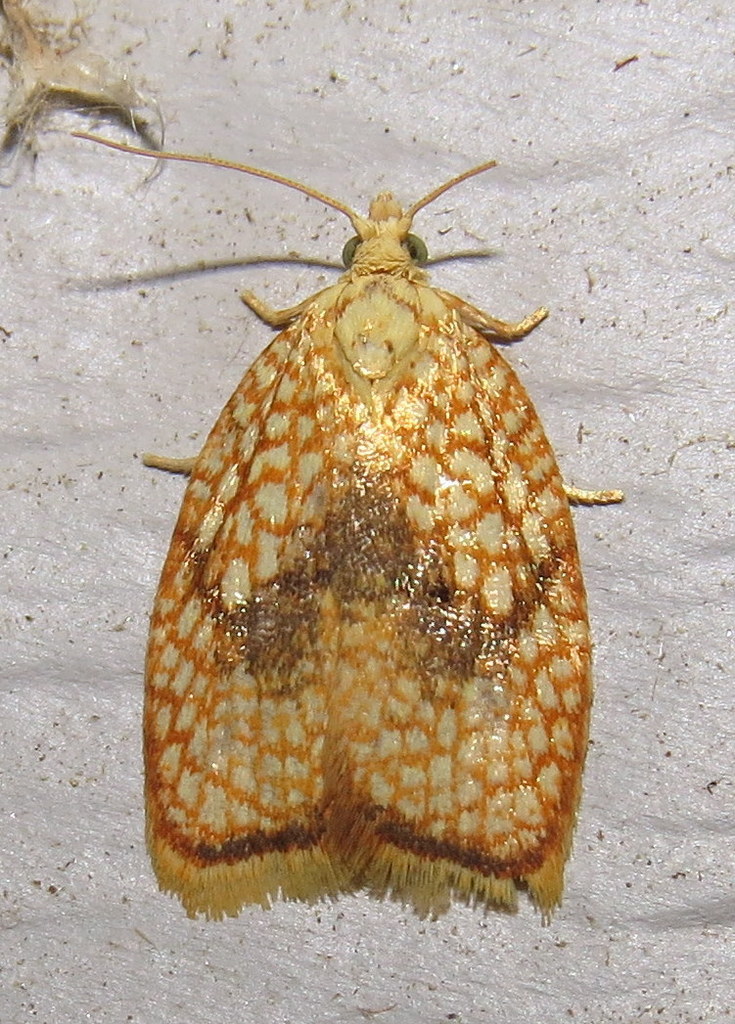 Maple Leaftier Moth