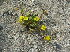 Camissoniopsis