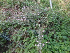 Clinopodium insulare