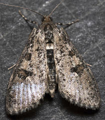 Palpita aenescentalis