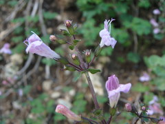 Clinopodium insulare