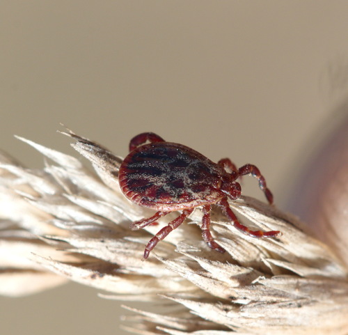 Ornate Cow Tick