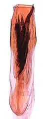 Palpita aenescentalis