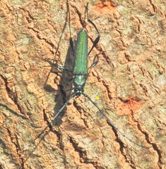 Litopus latipes