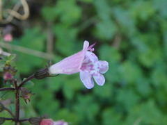 Clinopodium insulare