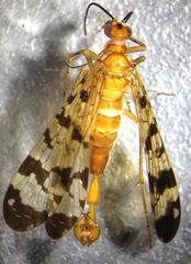 Panorpa speciosa