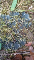 Ceanothus americanus