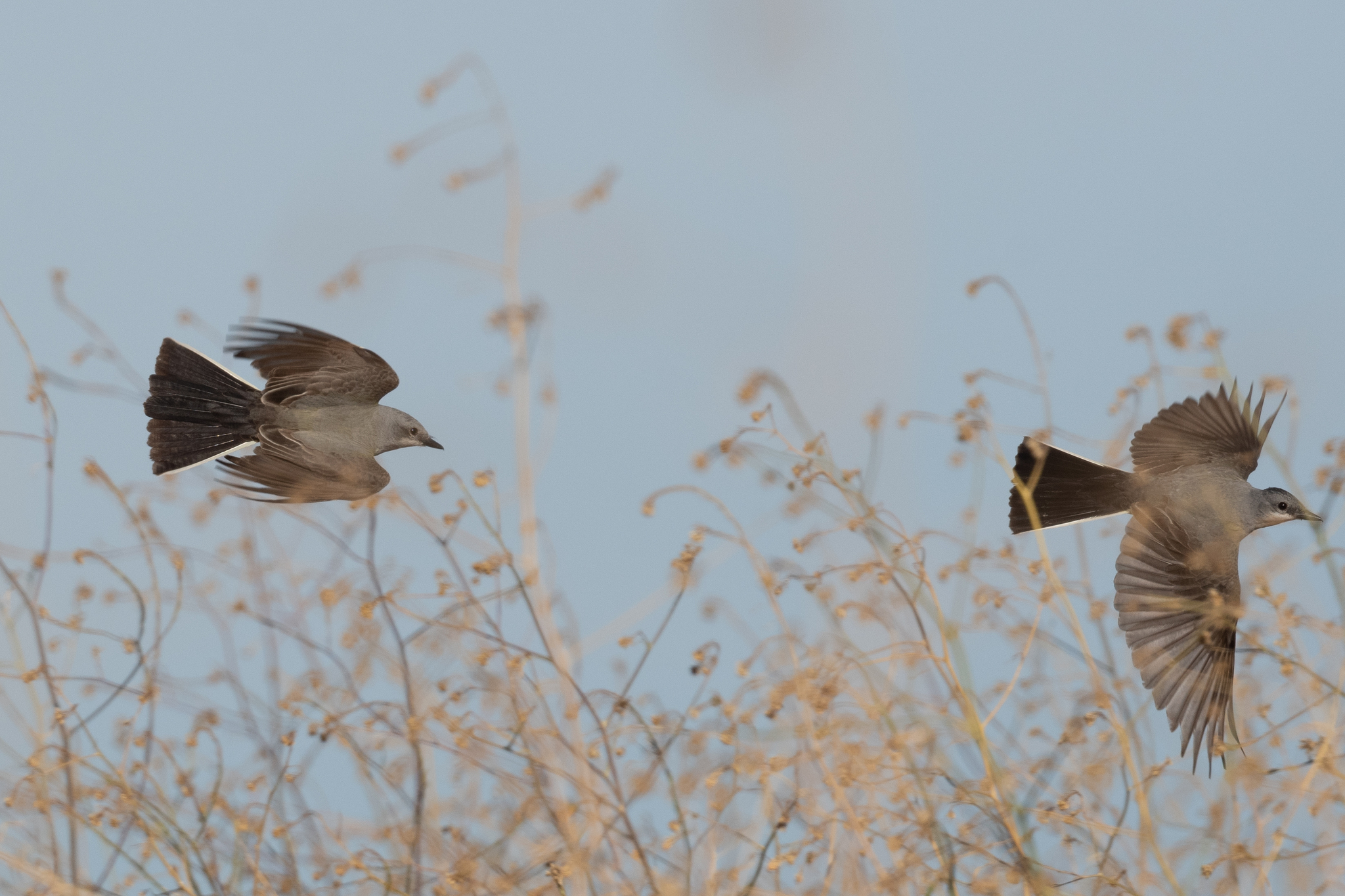 Western Kingbird (Tyrannus verticalis)