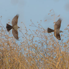 Western Kingbird photo 4