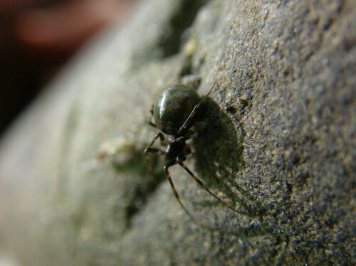 Bathyphantes malkini
