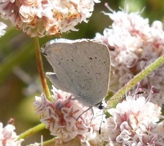 Satyrium sylvinus dryope