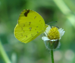 Eurema floricola