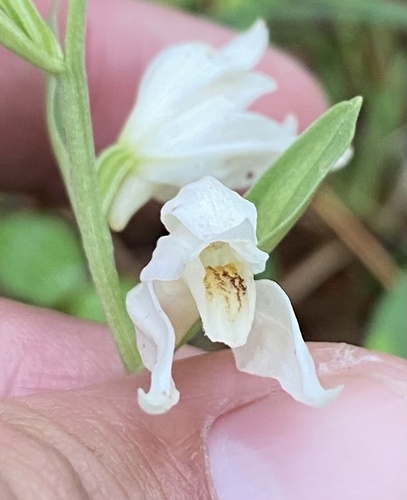 Cephalanthera epipactoides (Cephalanthera epipactoides)