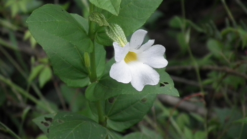 Thunbergia natalensis (Thunbergia natalensis)
