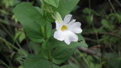 Thunbergia natalensis