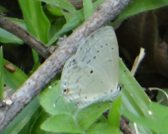 Eicochrysops hippocrates