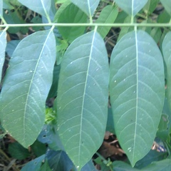 Cedrela salvadorensis