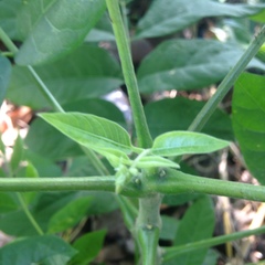 Cedrela salvadorensis