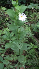 Thunbergia natalensis