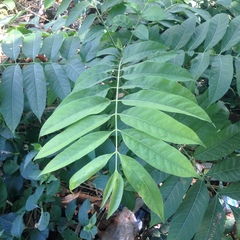 Cedrela salvadorensis