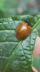 Chelymorpha cribraria