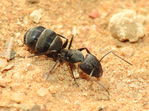 光泽弓背蚁Camponotus micans