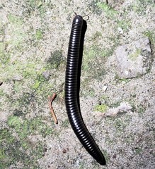 Archispirostreptus syriacus