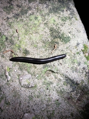 Archispirostreptus syriacus