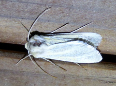 Copablepharon viridisparsa gilvum