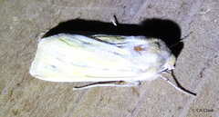 Copablepharon viridisparsa gilvum