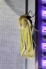 Copablepharon viridisparsa gilvum