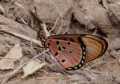 Acraea stenobea