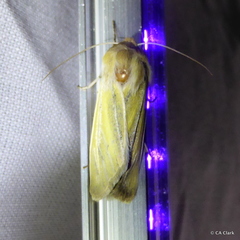 Copablepharon viridisparsa gilvum