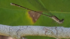 Nehalennia pallidula