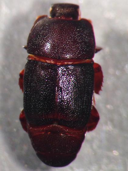 Psiloscelis