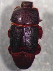 Psiloscelis corrosa