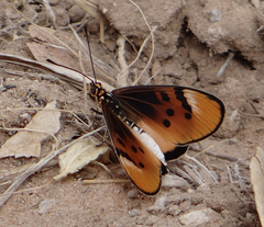 Acraea stenobea