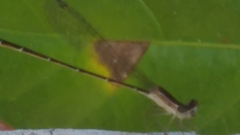 Nehalennia pallidula