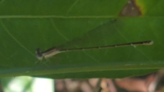 Nehalennia pallidula