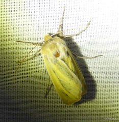 Copablepharon viridisparsa gilvum